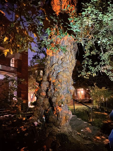 The mystical allure of the impressive crossing witch tree